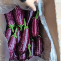 花茄大量上市产地直供加个优惠需要的可以联系