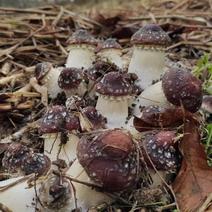 大球盖菇菌种（赤松茸）原种，大球盖菇栽培种