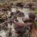 大球盖菇菌种（赤松茸）原种，大球盖菇栽培种