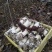 （热销）河南商丘直供大球盖菇（赤松茸）原种，质量保障