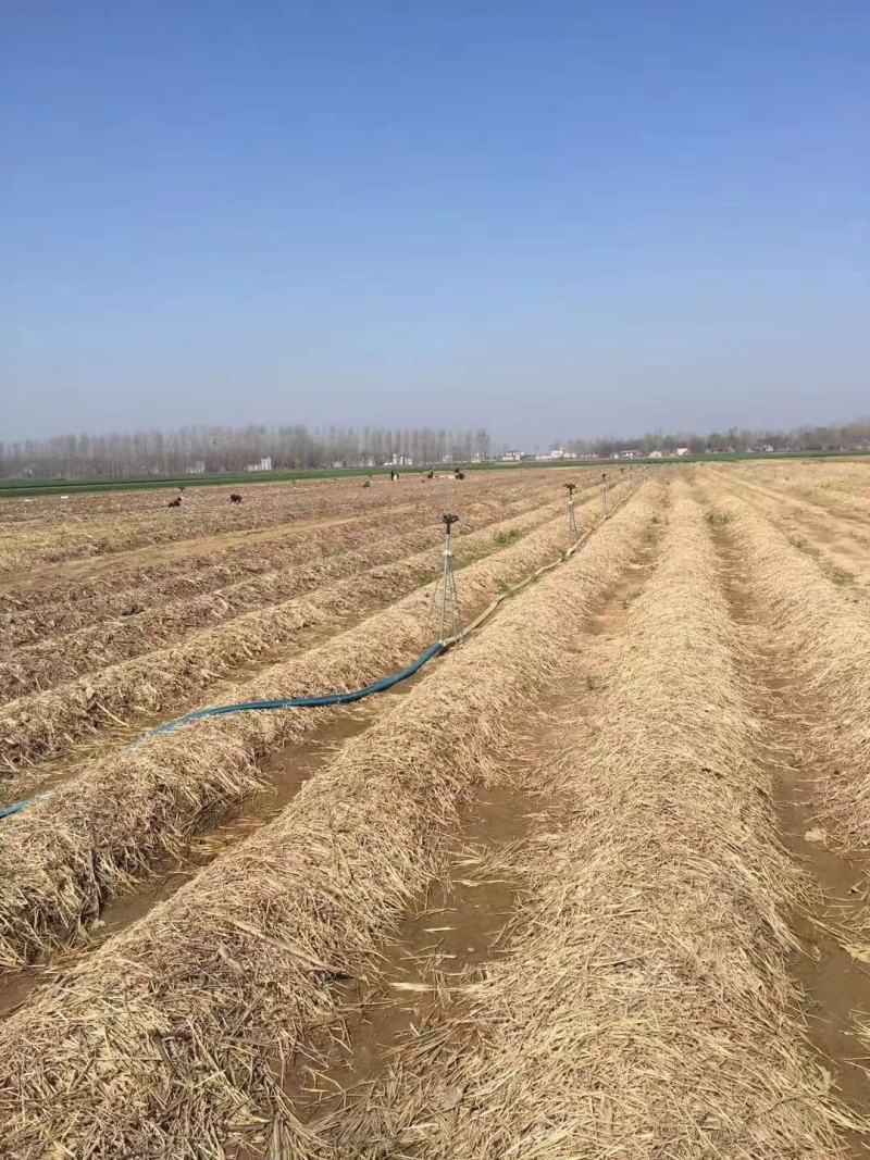 （热销）河南商丘直供大球盖菇（赤松茸）原种，质量保障