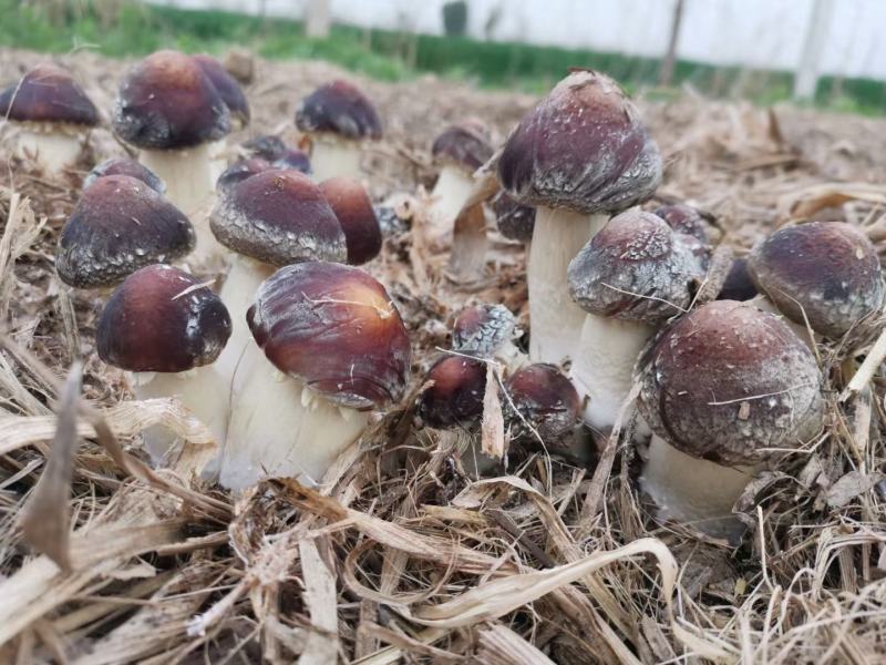（热销）河南商丘直供大球盖菇（赤松茸）原种，质量保障