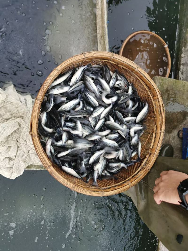 鲈鱼苗，成活高，长势快，无病毒，欢迎订购