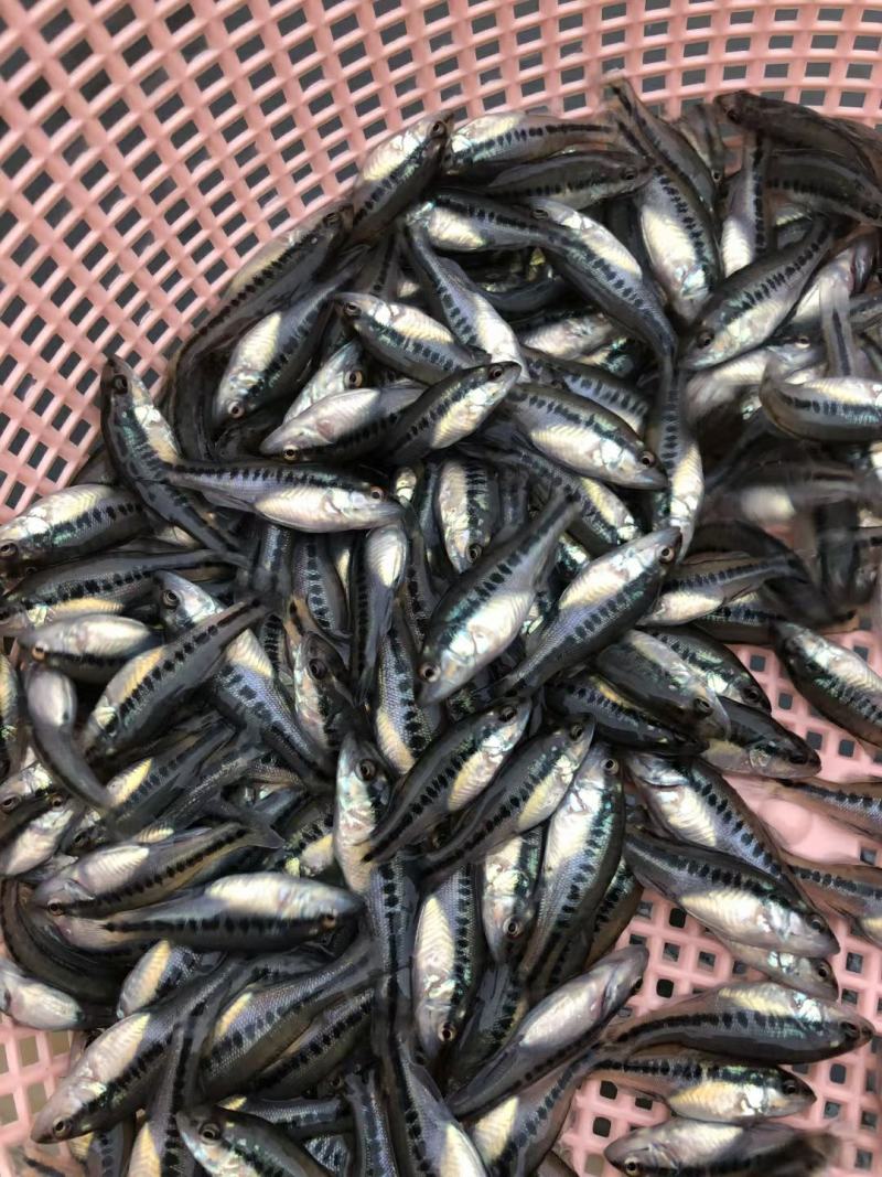鲈鱼苗，成活高，长势快，无病毒，欢迎订购