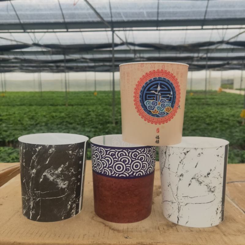 发财树年宵花卉小盆栽桌面绿植风水树摆设批发