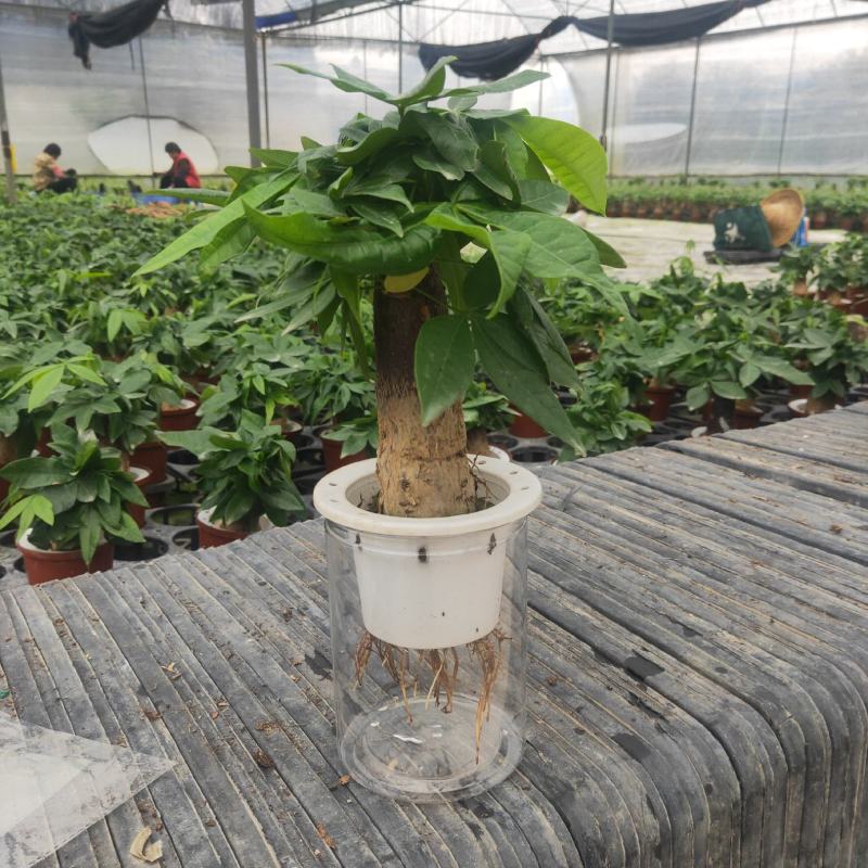 发财树年宵花卉小盆栽桌面绿植风水树摆设批发