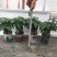 发财树年宵花卉小盆栽桌面绿植风水树摆设批发