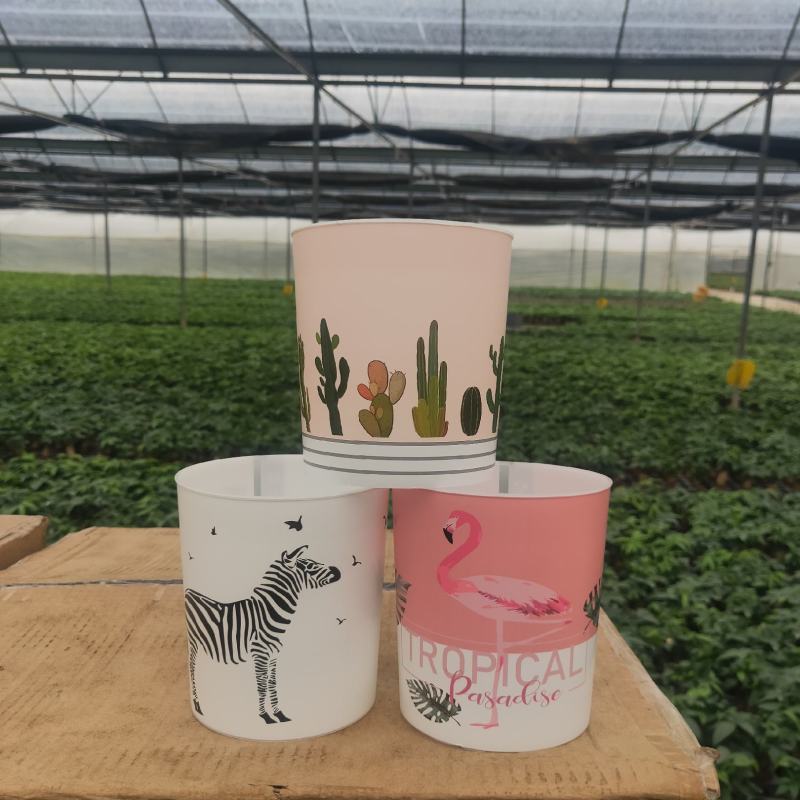 发财树年宵花卉小盆栽桌面绿植风水树摆设批发