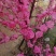 干枝红梅绿梅花遇水开花梅花鲜切干树枝室内