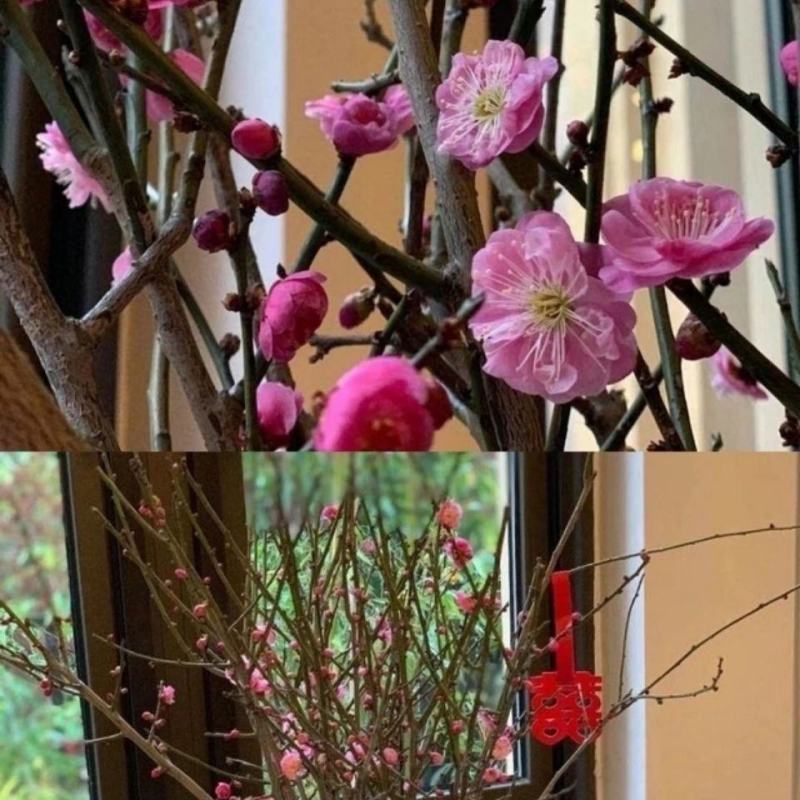 干枝红梅绿梅花遇水开花梅花鲜切干树枝室内