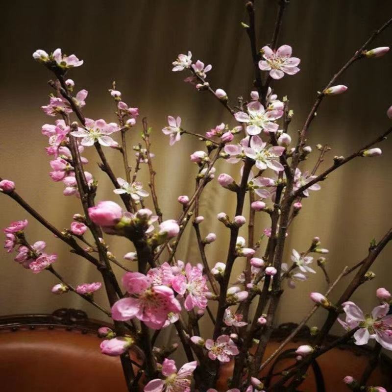 干枝红梅绿梅花遇水开花梅花鲜切干树枝室内