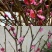 干枝红梅绿梅花遇水开花梅花鲜切干树枝室内