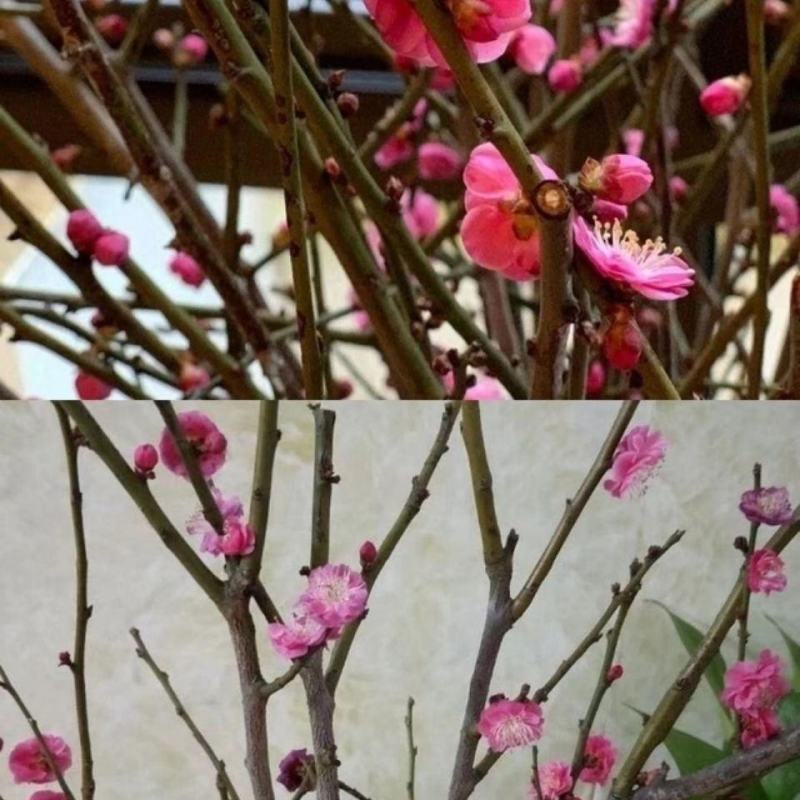 干枝红梅绿梅花遇水开花梅花鲜切干树枝室内