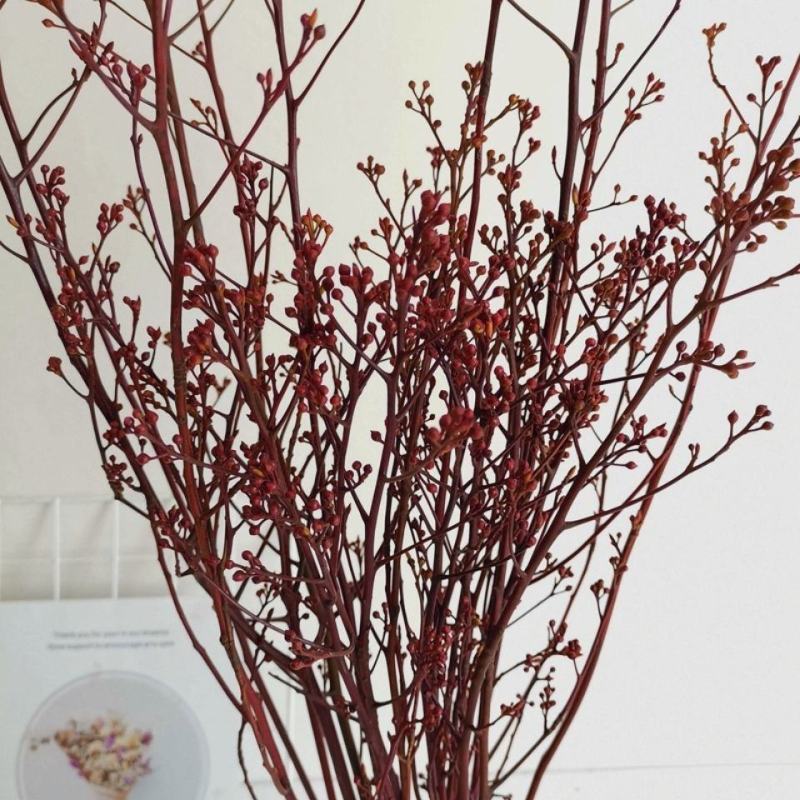 干枝红梅绿梅花遇水开花梅花鲜切干树枝室内