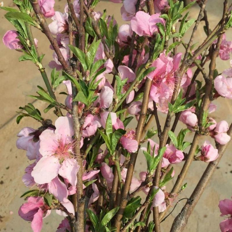 干枝红梅绿梅花遇水开花梅花鲜切干树枝室内