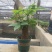 发财树年宵花卉小盆栽桌面绿植风水树摆设批发
