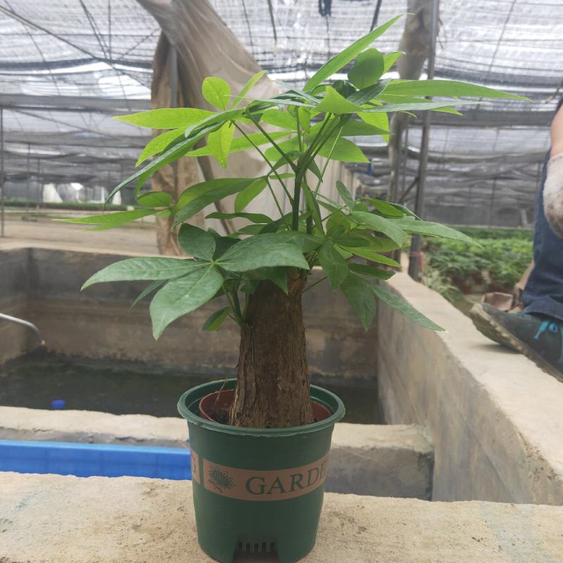 发财树年宵花卉小盆栽桌面绿植风水树摆设批发