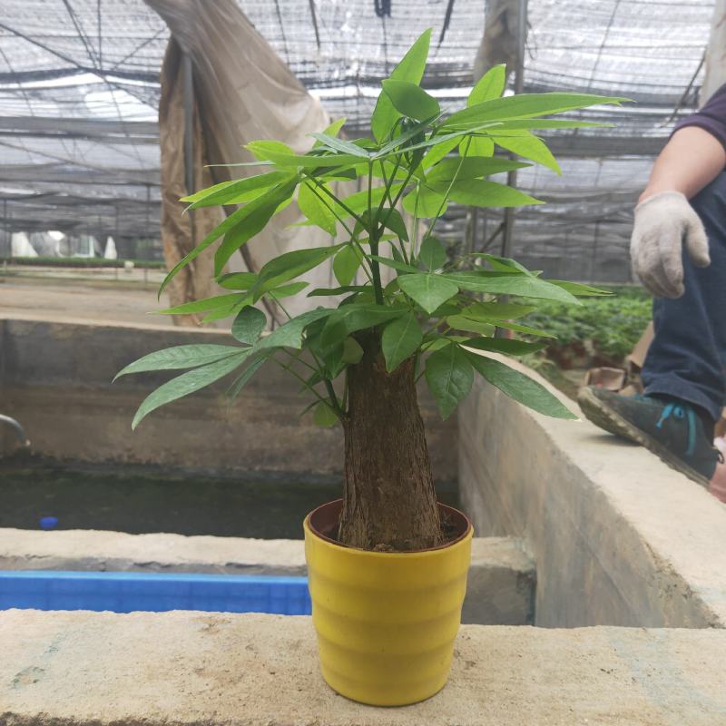 发财树年宵花卉小盆栽桌面绿植风水树摆设批发