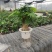 发财树年宵花卉小盆栽桌面绿植风水树摆设批发