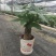 发财树年宵花卉小盆栽桌面绿植风水树摆设批发