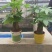 发财树年宵花卉小盆栽桌面绿植风水树摆设批发