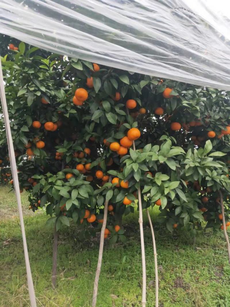 广西沙糖桔，细皮，颜色好，口感好，欢迎各实地考察