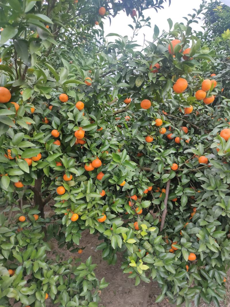 广西沙糖桔，细皮，颜色好，口感好，欢迎各实地考察