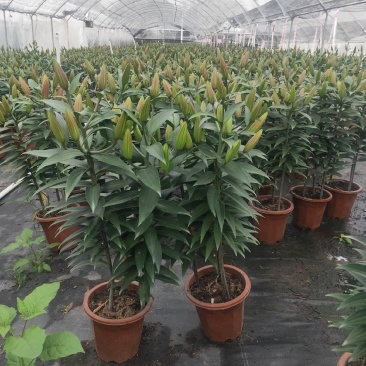 白云花都江高年宵花盆栽百合花黄色红色花2022花市