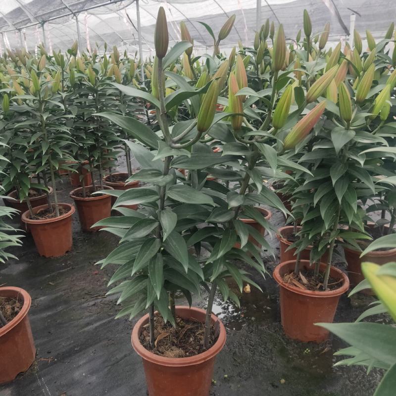 白云花都江高年宵花盆栽百合花黄色红色花2022花市