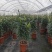 白云花都江高年宵花盆栽百合花黄色红色花2022花市