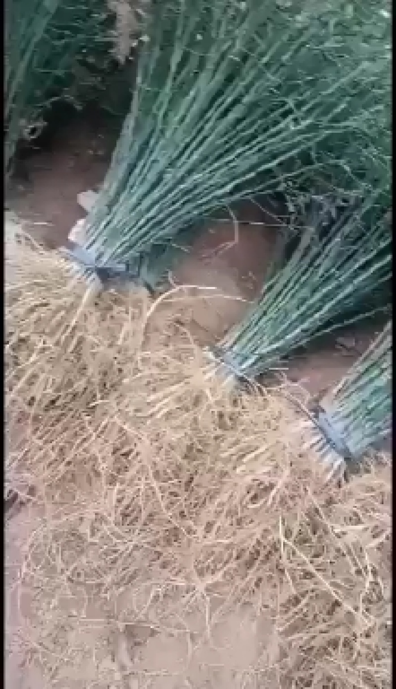大量批发积壳苗，积壳苗，积壳苗，积壳苗，根线发达