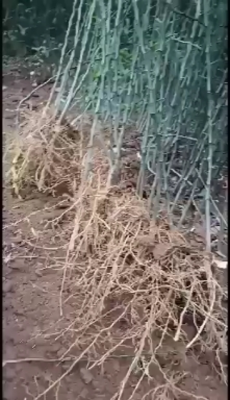 大量批发积壳苗，积壳苗，积壳苗，积壳苗，根线发达