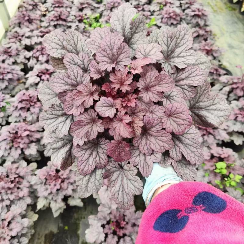 大量批发矾根