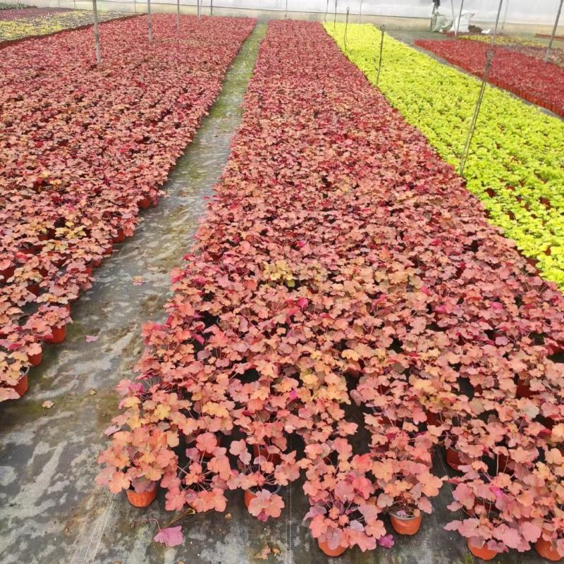 大量批发矾根