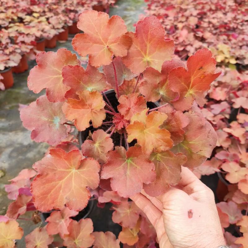 大量批发矾根