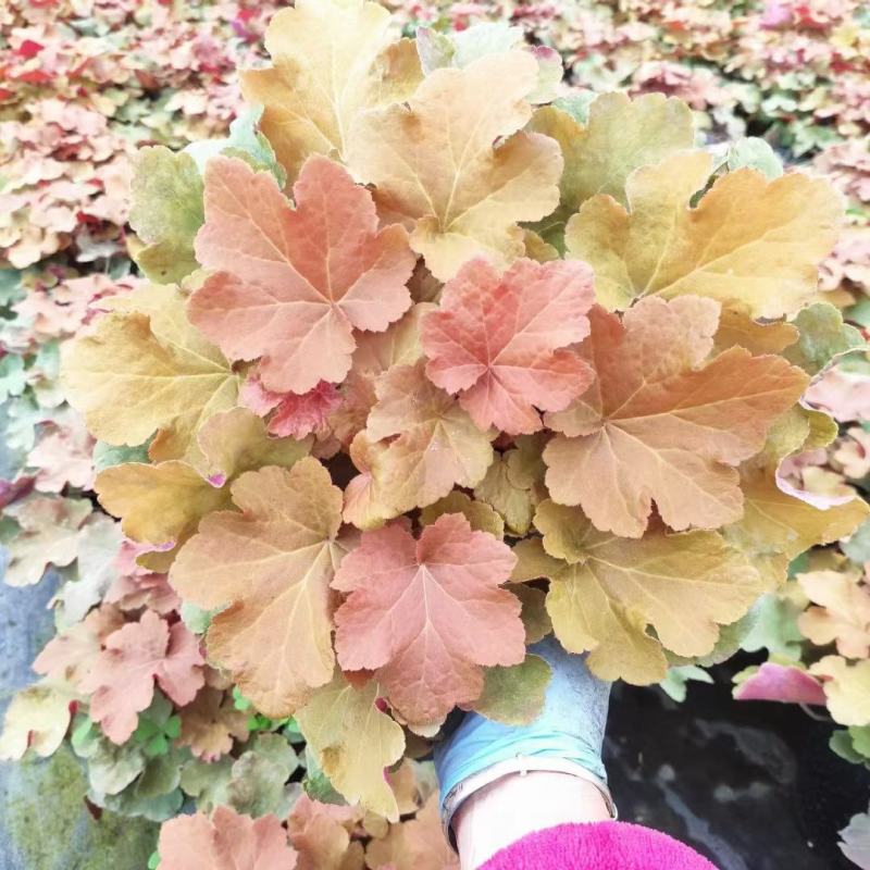 大量批发矾根