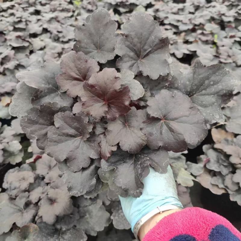 大量批发矾根
