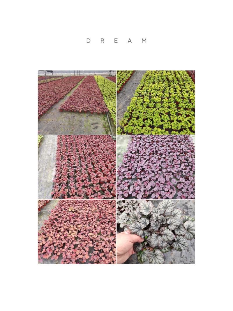 大量批发矾根
