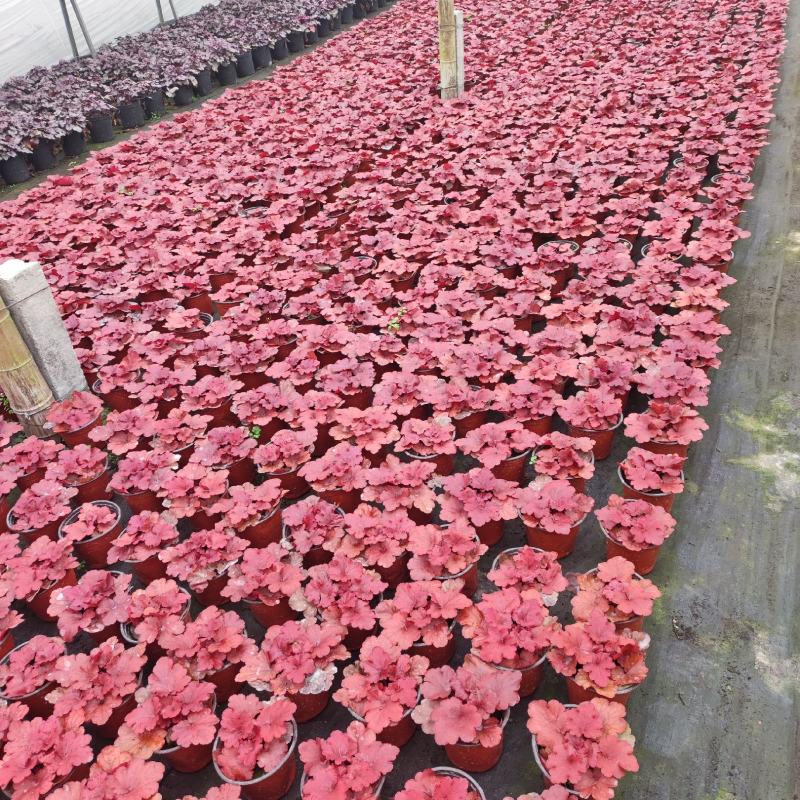 大量批发矾根