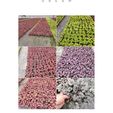 大量批发矾根