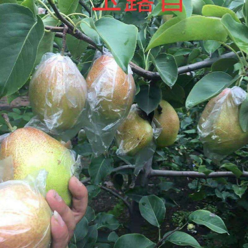 梨树苗批发秋月梨树苗玉露香早酥红翠冠梨树苗等零售