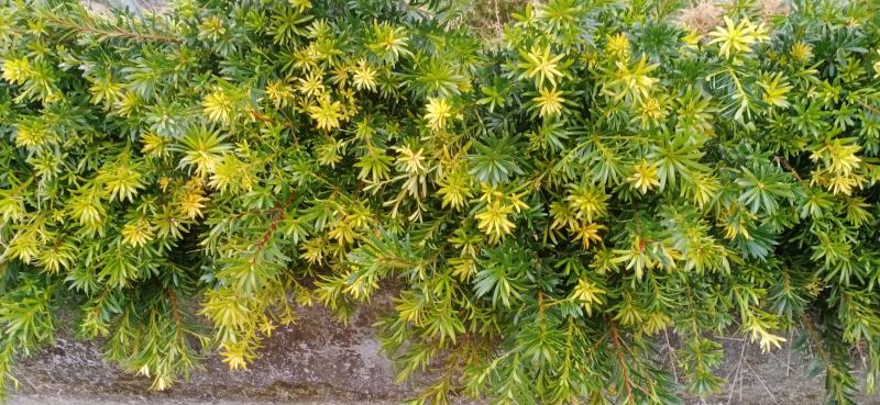 精品小叶罗汉松，叶小美观，不是控叶长出来的，造型的优品