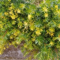 精品小叶罗汉松，叶小美观，不是控叶长出来的，造型的优品