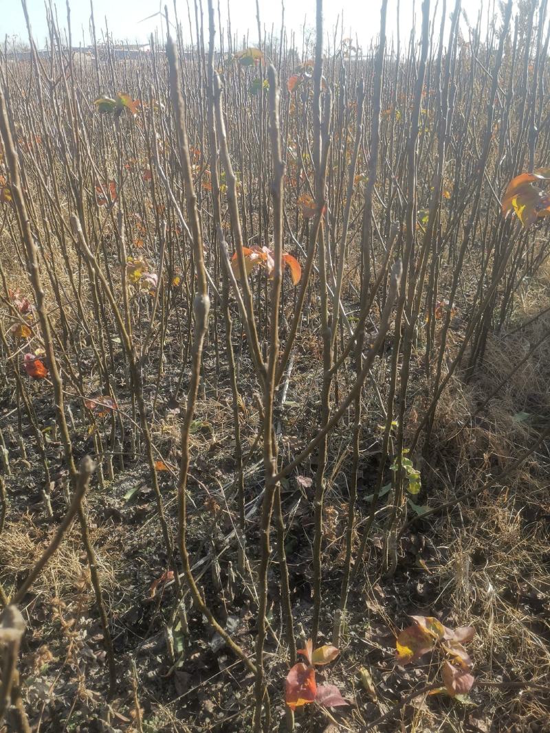 秋月梨树苗，质量好。品种好。欢迎联系。欢迎咨询