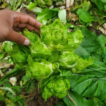儿菜四川绵阳的精品儿菜大心子小心子儿菜基地货