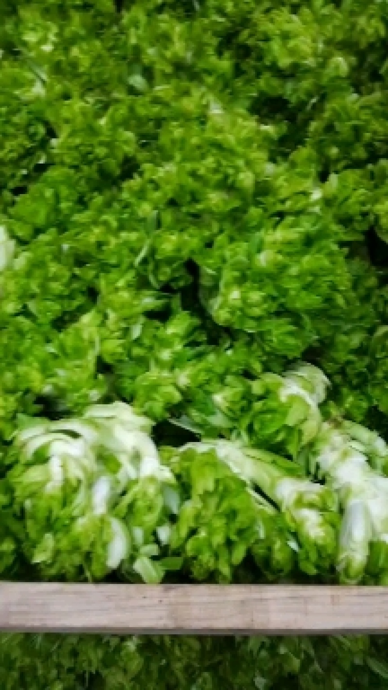儿菜四川绵阳的精品儿菜大心子小心子儿菜基地货