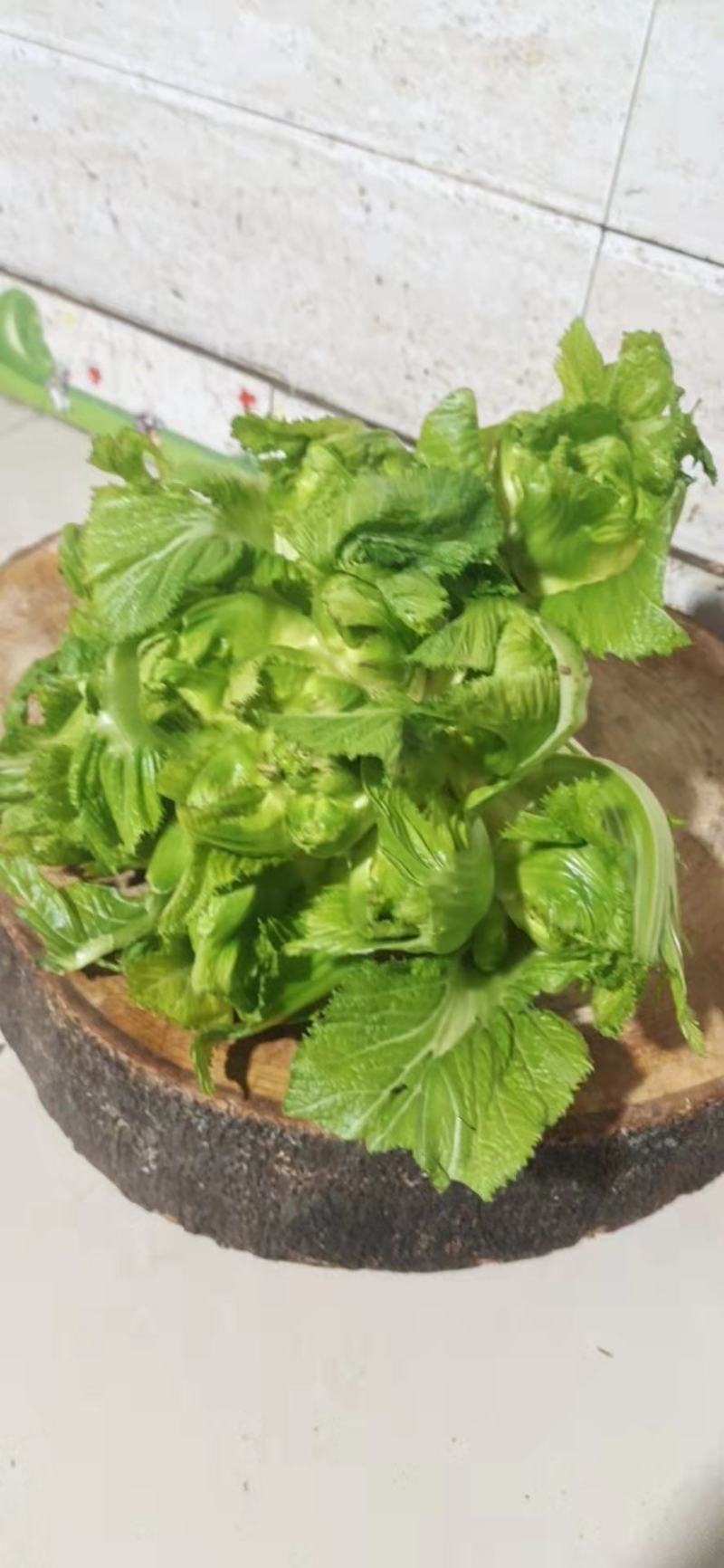 儿菜四川绵阳的精品儿菜大心子小心子儿菜基地货