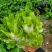 儿菜四川绵阳的精品儿菜大心子小心子儿菜基地货