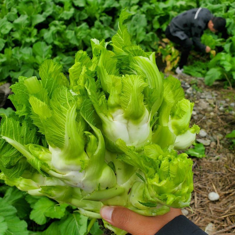 儿菜四川绵阳的精品儿菜大心子小心子儿菜基地货
