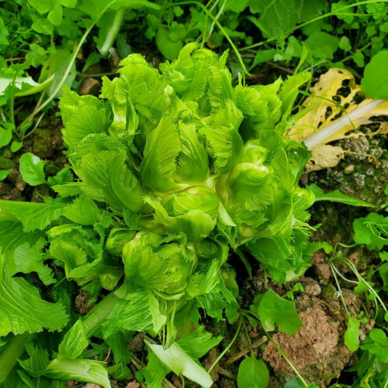 儿菜四川绵阳的精品儿菜大心子小心子儿菜基地货